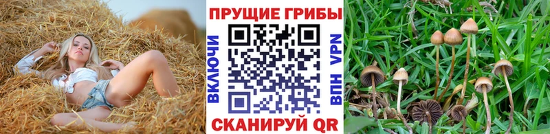 Псилоцибиновые грибы GOLDEN TEACHER Купить где Семёнов